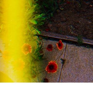 Lovely Star * Photography Art Print